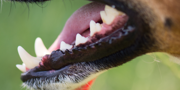Dog Teeth Cleaning Special