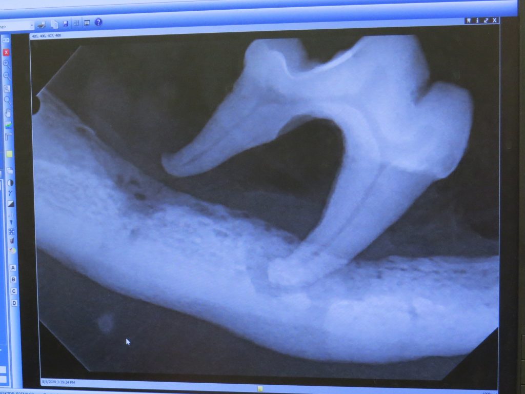 dental bone loss in dogs