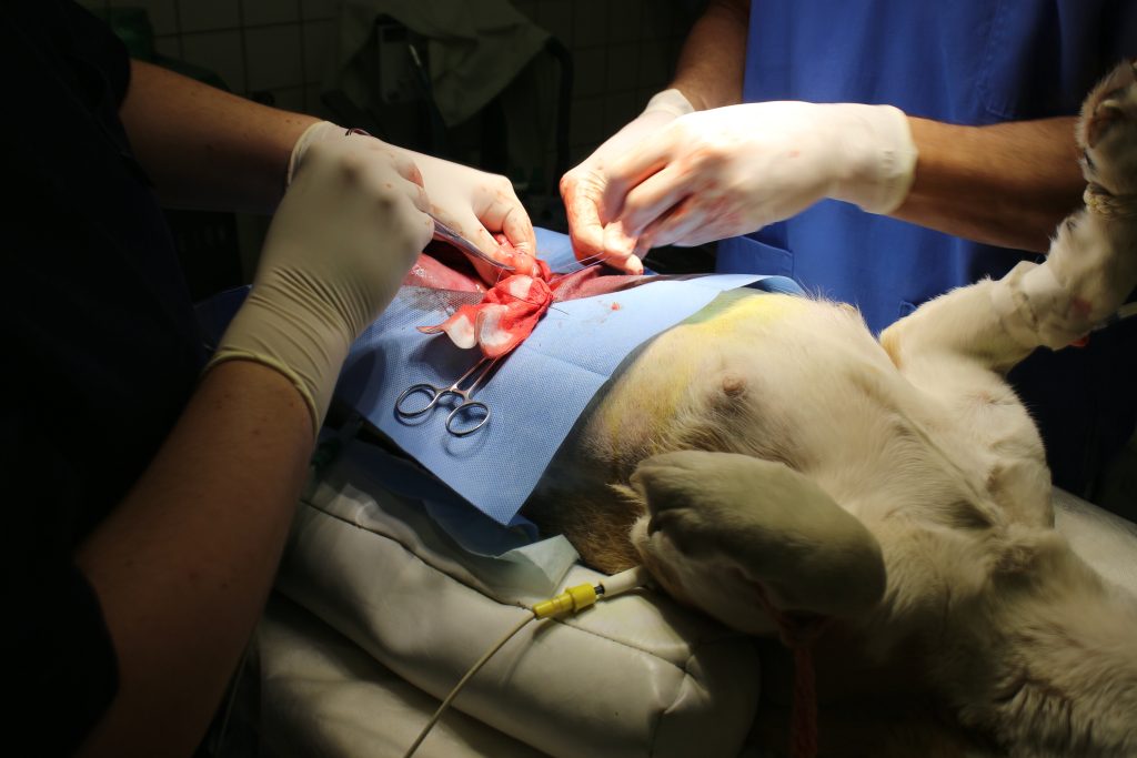 image of Pyometra surgery on dog